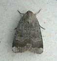 Abagrotis variata - Hodges#11032 - photo 2