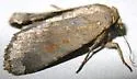 Abagrotis variata - Hodges#11032 - photo 3