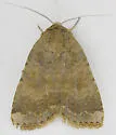 Abagrotis variata - Hodges#11032 - photo 4