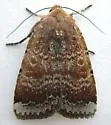 Abagrotis variata - Hodges#11032 - photo 5