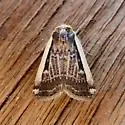Abagrotis vittifrons - Hodges#11016 - photo 2