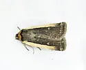 Abagrotis vittifrons - Hodges#11016 - photo 3