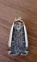 Abagrotis vittifrons - Hodges#11016 - photo 4