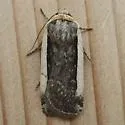 Abagrotis vittifrons - Hodges#11016 - photo 5
