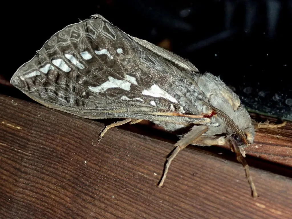 Rain Moth - photo 3