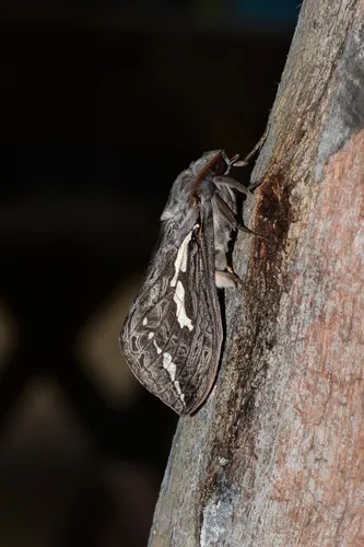 Rain Moth - photo 5