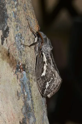 Rain Moth - photo 6