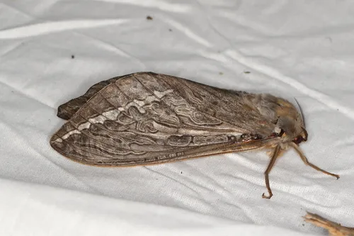 Rain Moth - photo 7