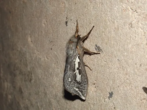 Rain Moth - photo 8
