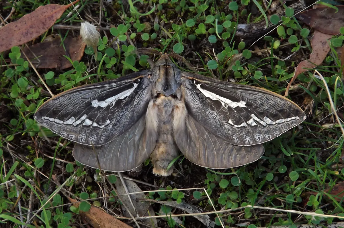 Bardi Moth - photo 3