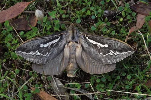 Bardi Moth - photo 4