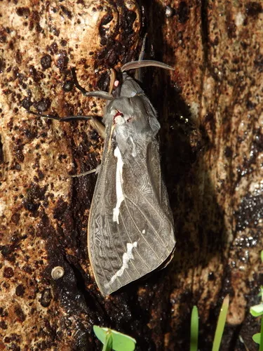 Bardi Moth - photo 5