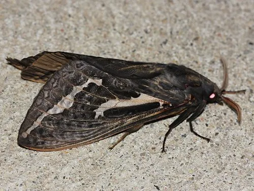 Bardi Moth - photo 6