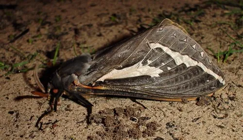 Bardi Moth - photo 7