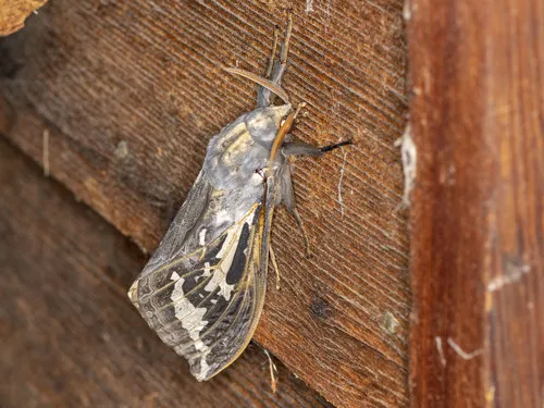 Bardi Moth - photo 8