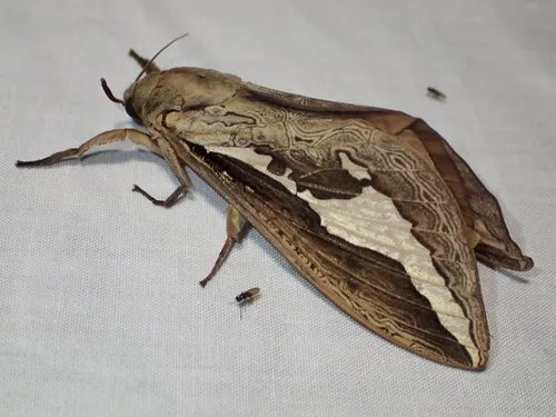 Labyrinthine Ghost Moth - photo 7