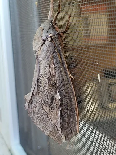 Labyrinthine Ghost Moth - photo 2