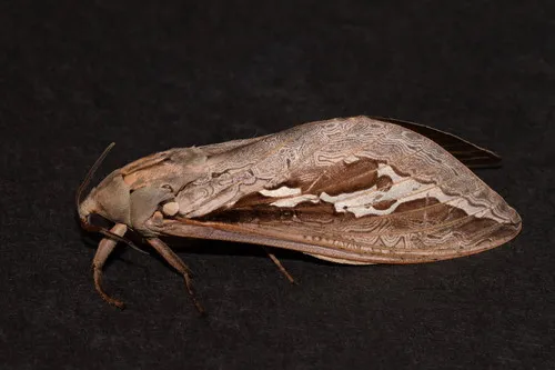 Labyrinthine Ghost Moth - photo 3