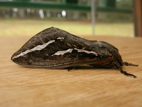 Labyrinthine Ghost Moth - photo 4