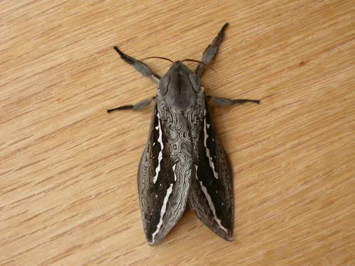 Labyrinthine Ghost Moth - photo 5