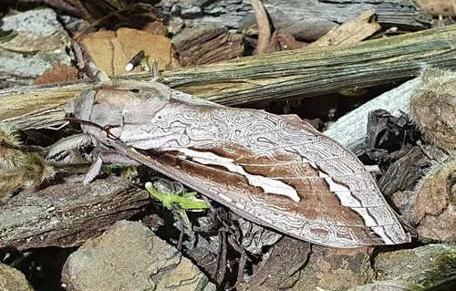 Labyrinthine Ghost Moth - photo 6