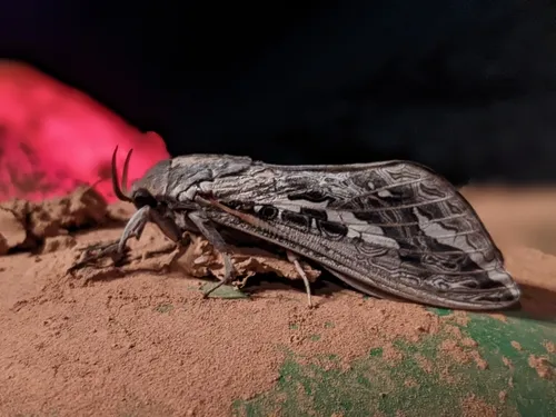 Red-gum Ghost Moth - photo 3