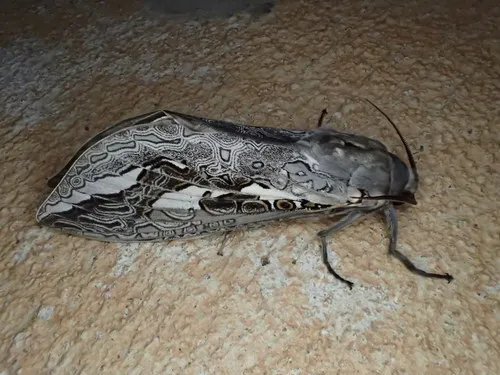 Red-gum Ghost Moth - photo 4