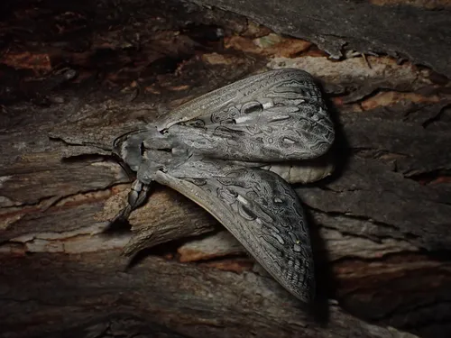 Red-gum Ghost Moth - photo 5