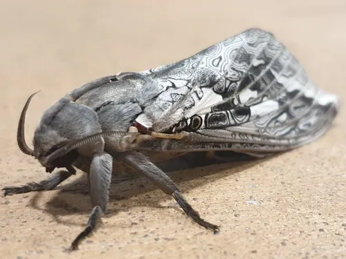 Red-gum Ghost Moth - photo 6