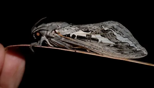 Red-gum Ghost Moth - photo 7