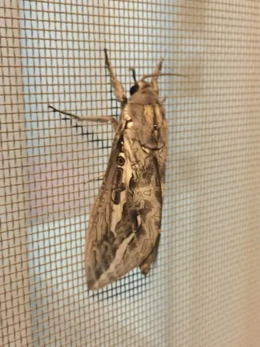 Red-gum Ghost Moth - photo 8