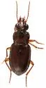 Abaris splendidula - photo 2