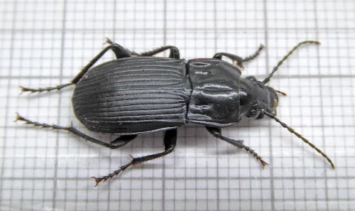 Abax parallelepipedus