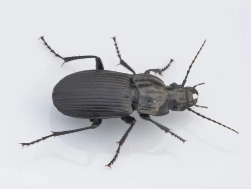 Abax parallelepipedus - photo 2