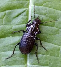 Abax parallelepipedus - photo 3