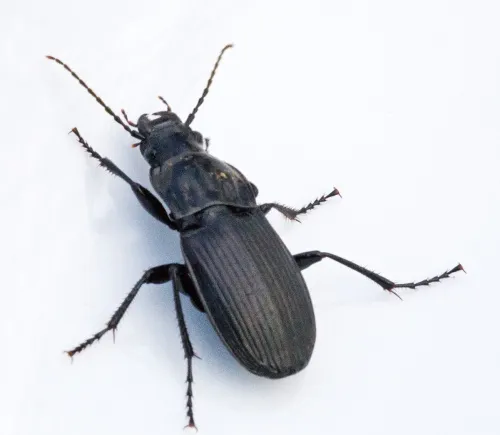 Abax parallelepipedus - photo 5