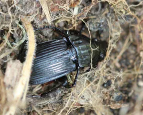Abax parallelepipedus - photo 6