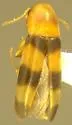 Abdera bicincta