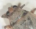 Abedus breviceps