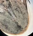 Abedus breviceps - photo 2
