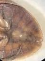 Abedus breviceps - photo 3