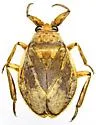 Abedus breviceps - photo 4