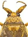 Abedus breviceps - photo 5