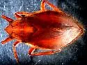 Abedus immaculatus