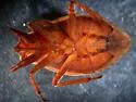 Abedus immaculatus - photo 2