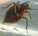 Abedus immaculatus - photo 3