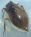 Abedus immaculatus - photo 4