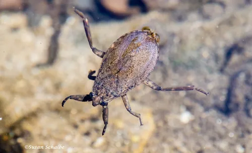 Abedus indentatus - photo 2