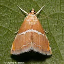 Abegesta reluctalis - Hodges#4866