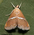 Abegesta reluctalis - Hodges#4866 - photo 2